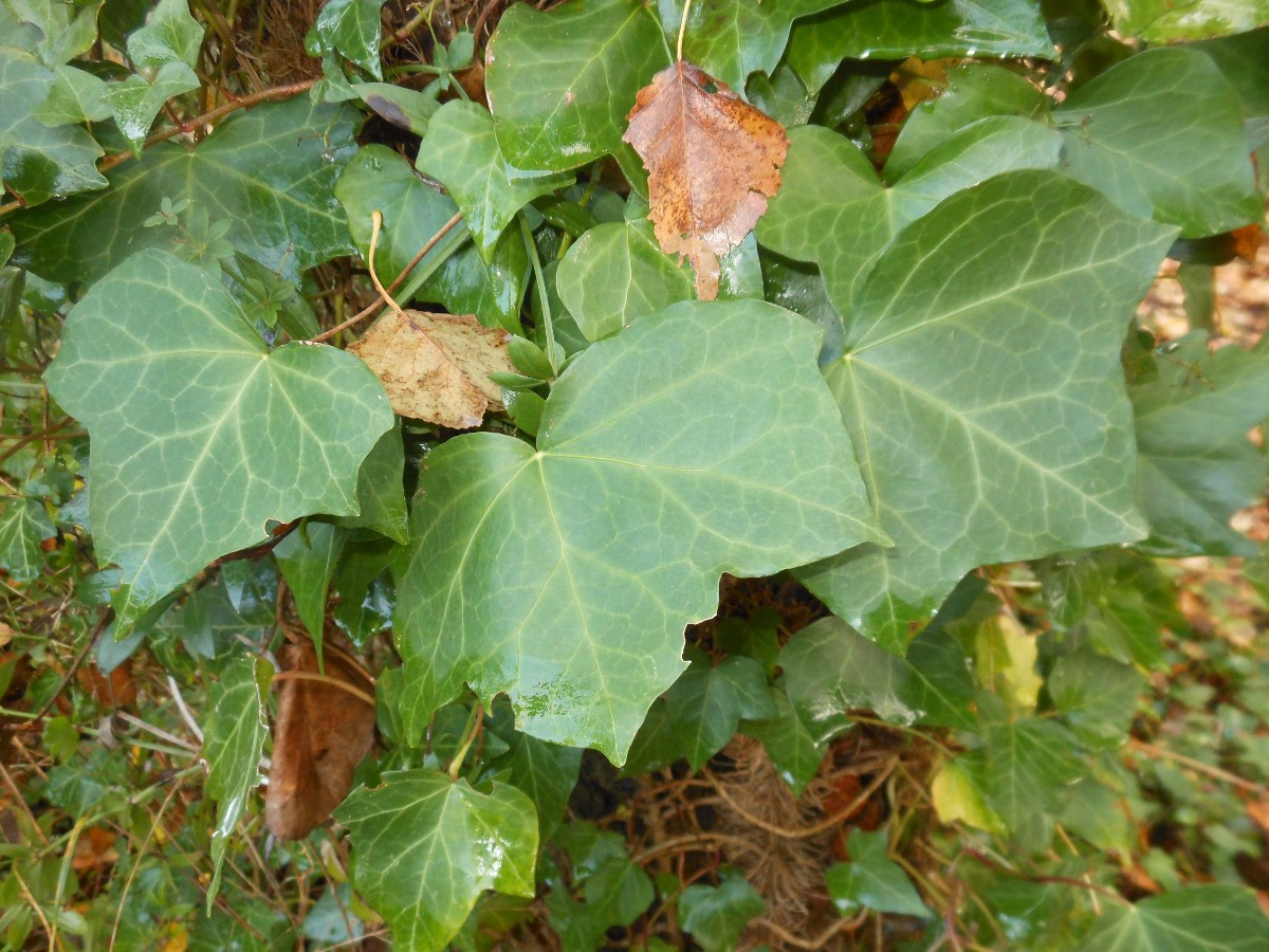 Hedera hibernica / Edera irlandese